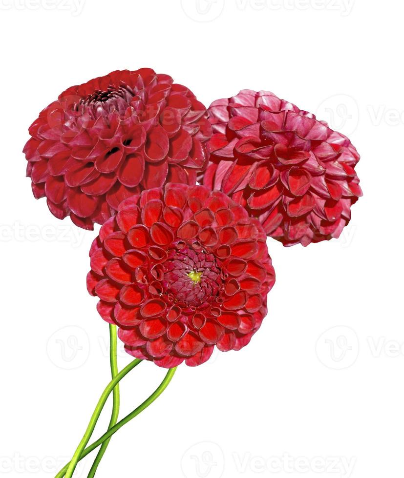 Dahlia flower isolated on white background photo