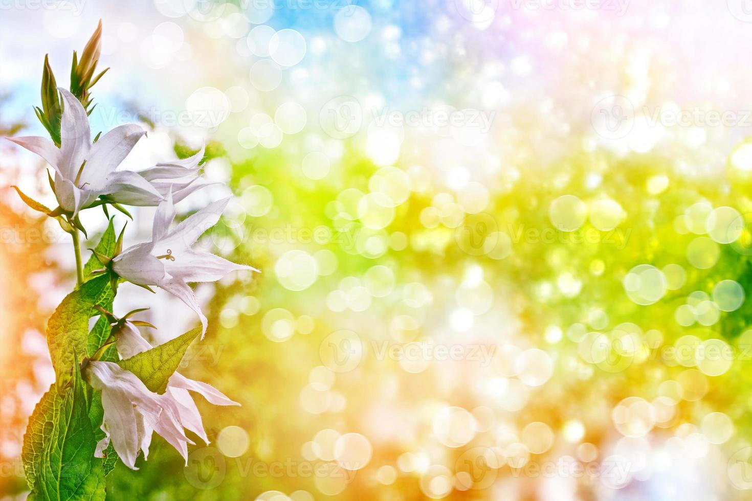 Colorful bright flowers bells on the background of the summer landscape. photo