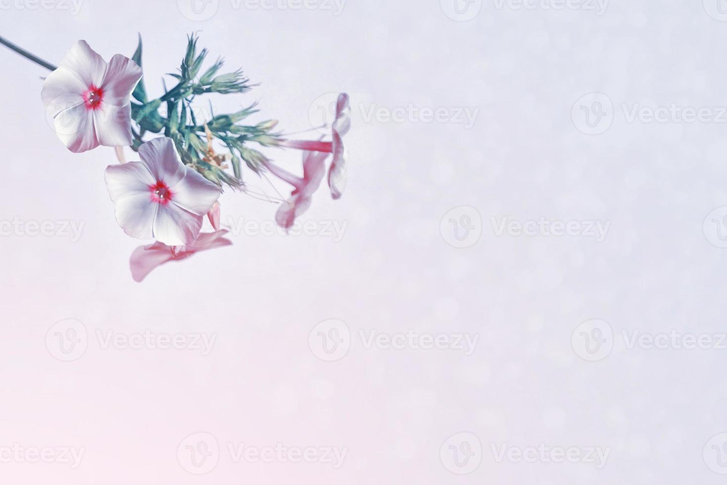 Floral background from bright colorful phlox flowers photo