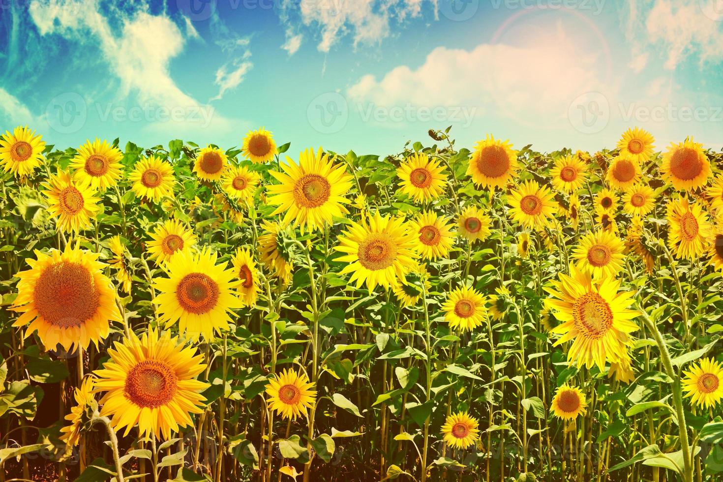 Beautiful sunflower field in summer photo