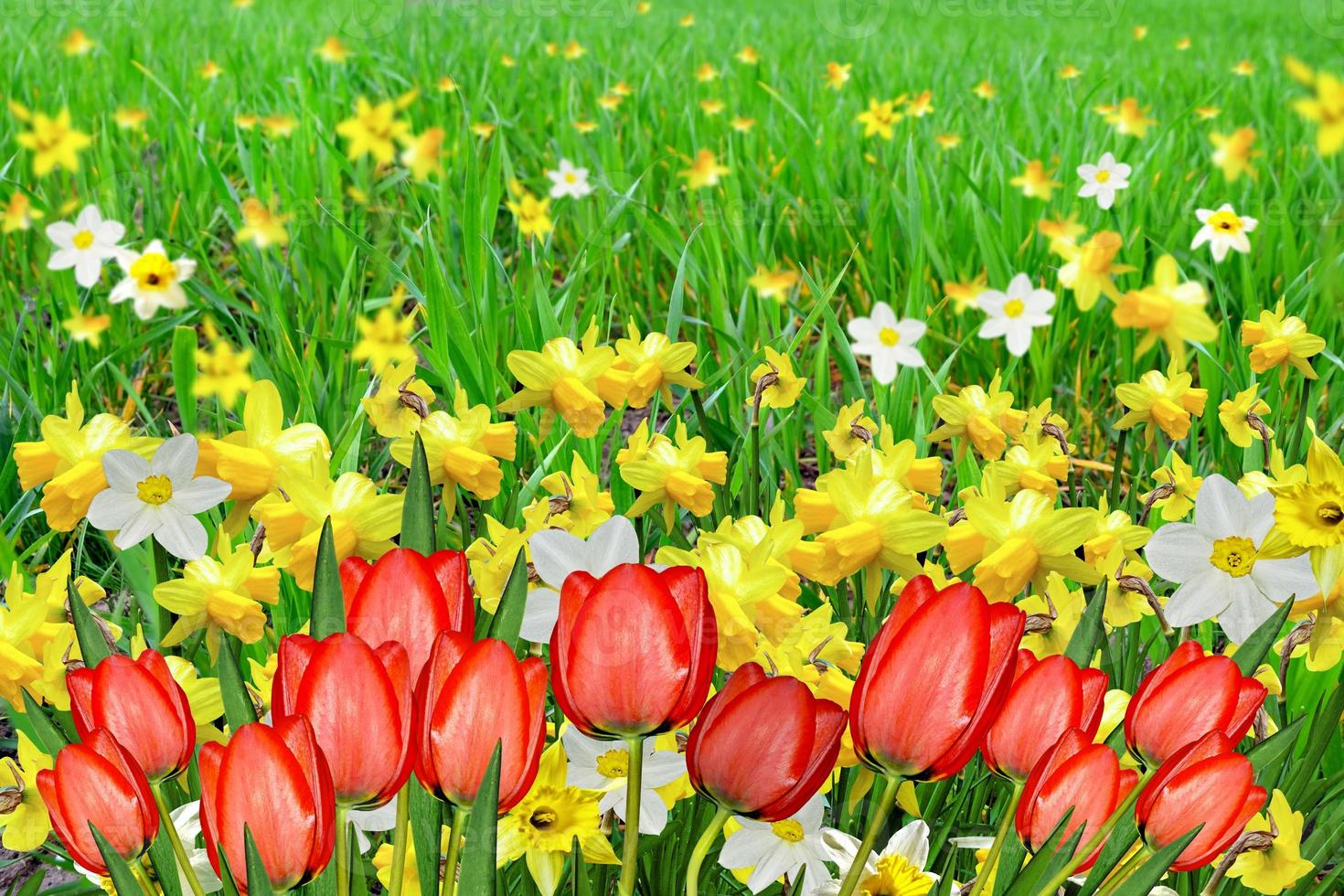Summer landscape. flowers daffodils. tulips photo