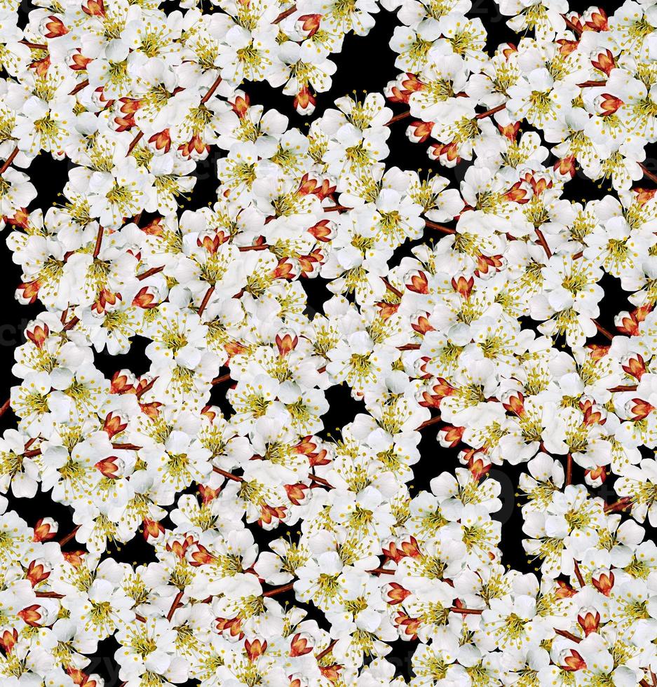 floral background of flowers Apricot photo