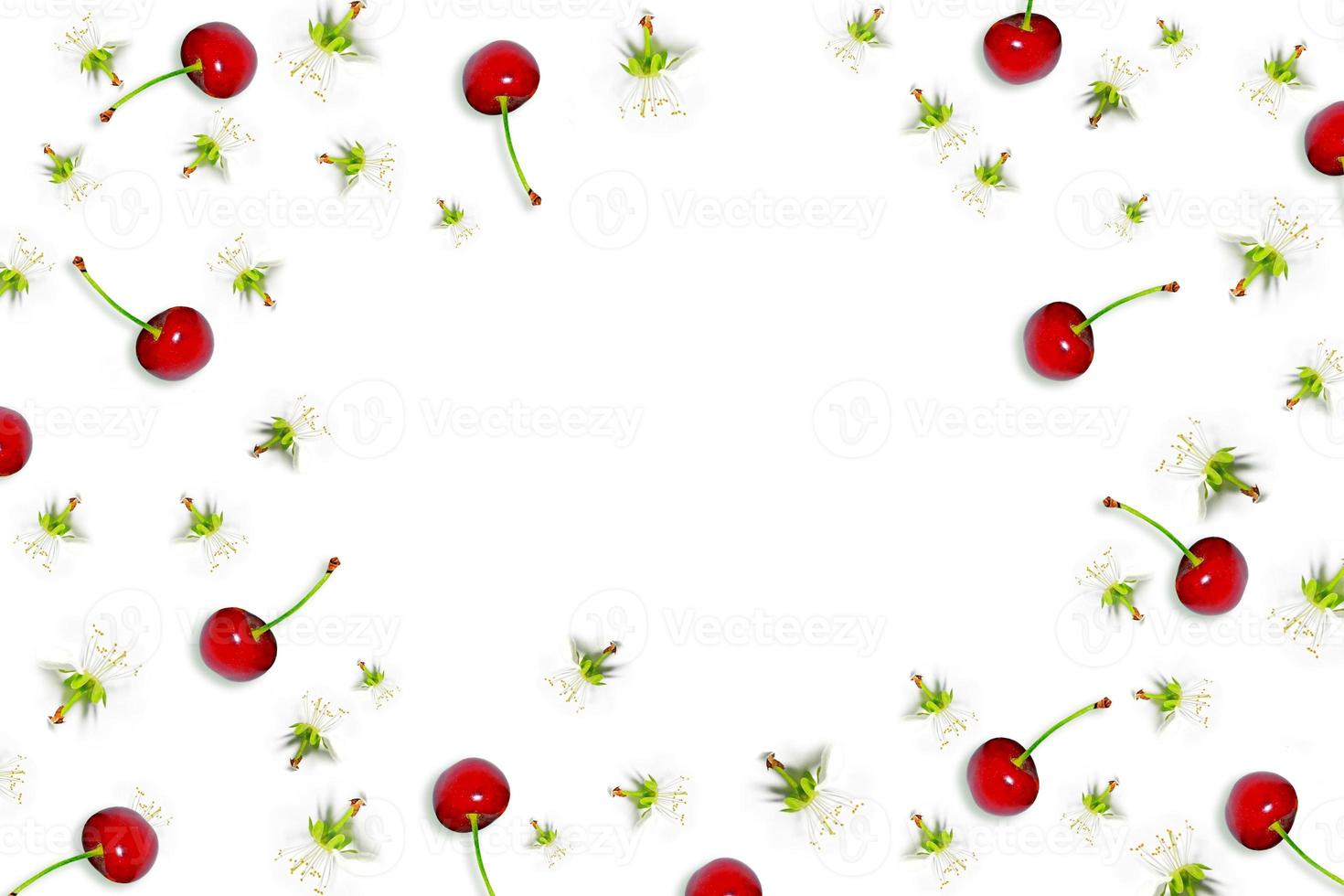 Flowering branch of cherry isolated on a white background. Top view, flat lay, photo