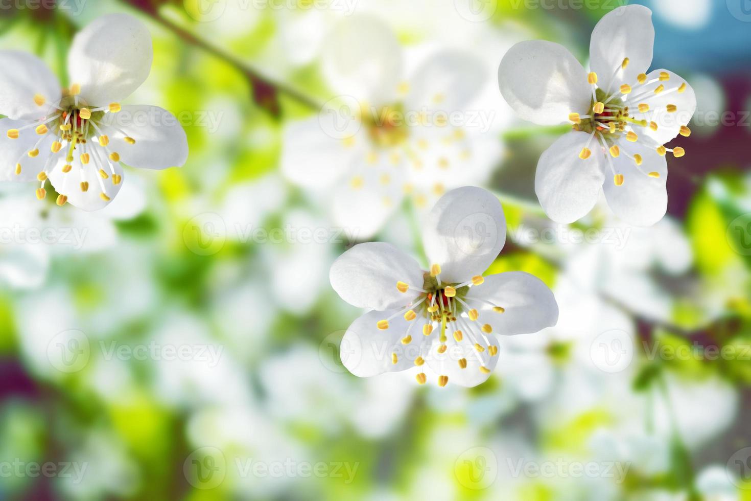 Blossoming branch apple. photo