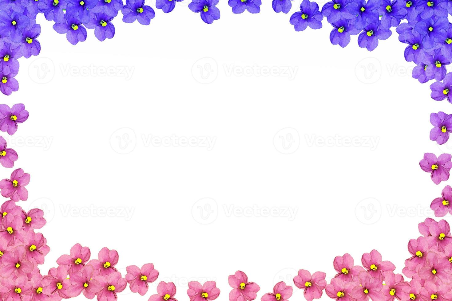 spring flowers violet photo