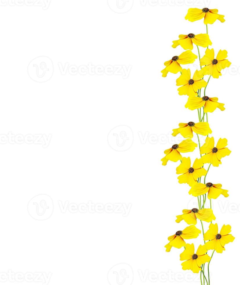 Yellow flower helenium isolated on white background. photo