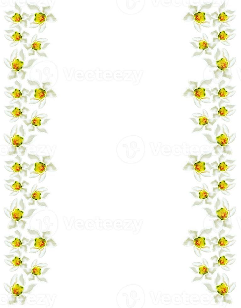 spring flowers snowdrops isolated on white background photo