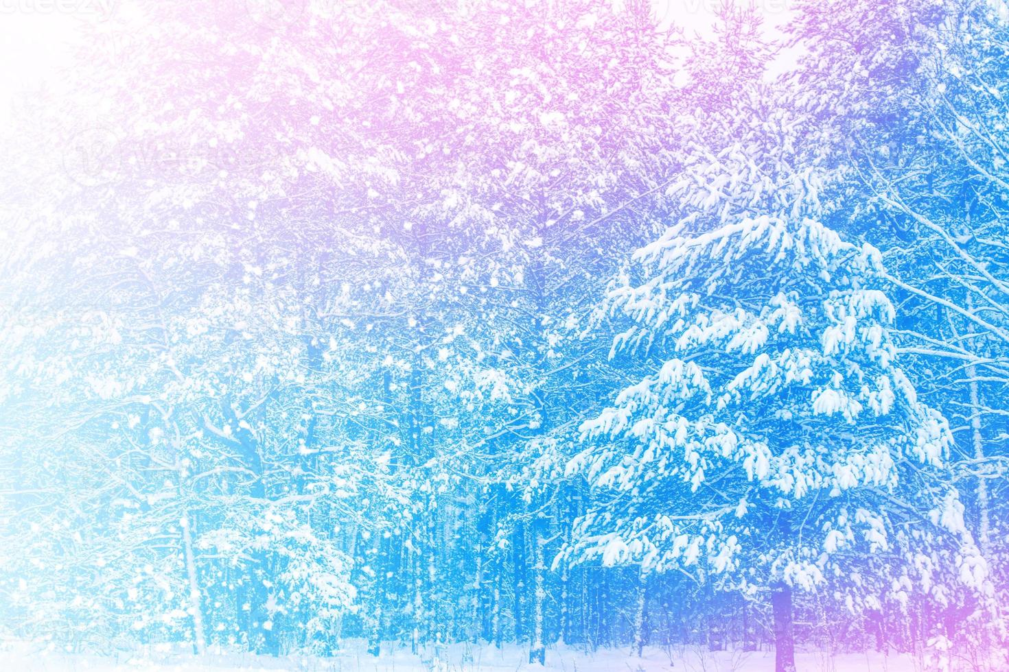 Frozen winter forest with snow covered trees. photo