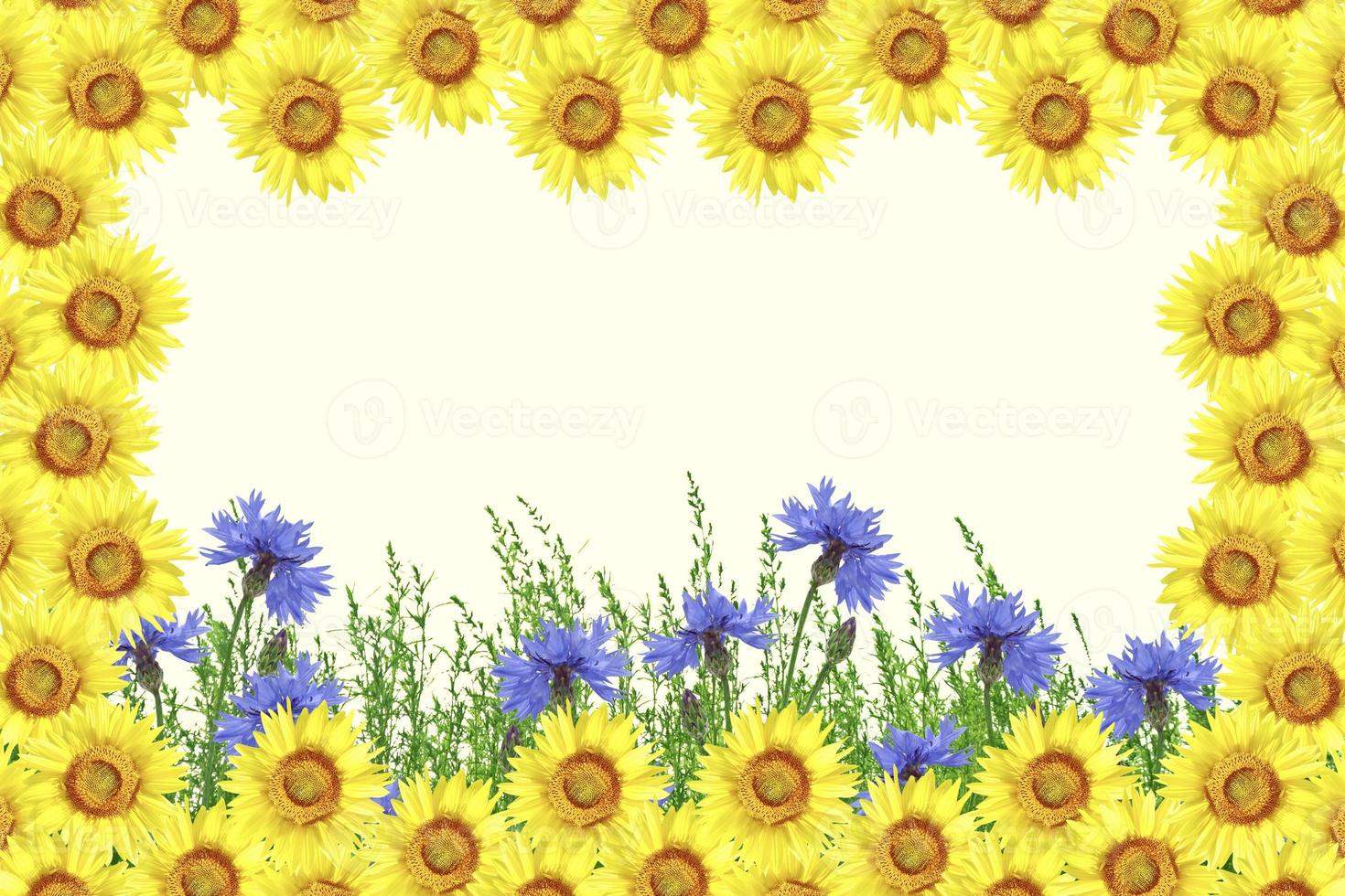 Field cornflower blue flowers against the background of the summer landscape. photo