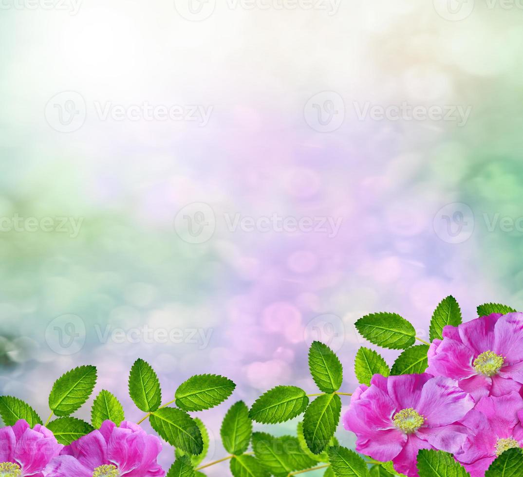 Delicate wild rose garden flowers photo