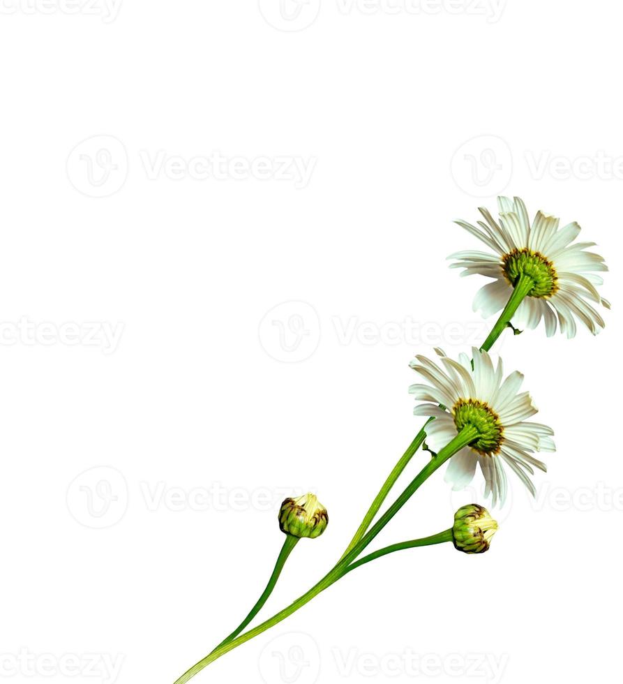 daisies summer  flower isolated on white background. photo