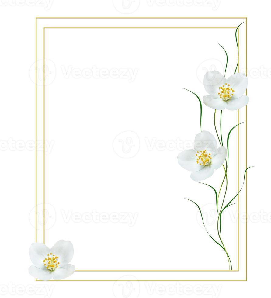 branch of jasmine flowers isolated on white background photo