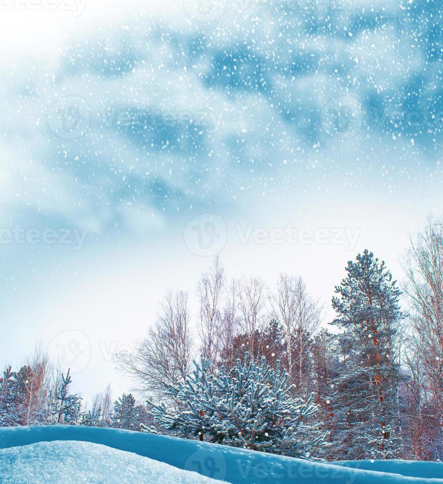Frozen winter forest with snow covered trees. photo