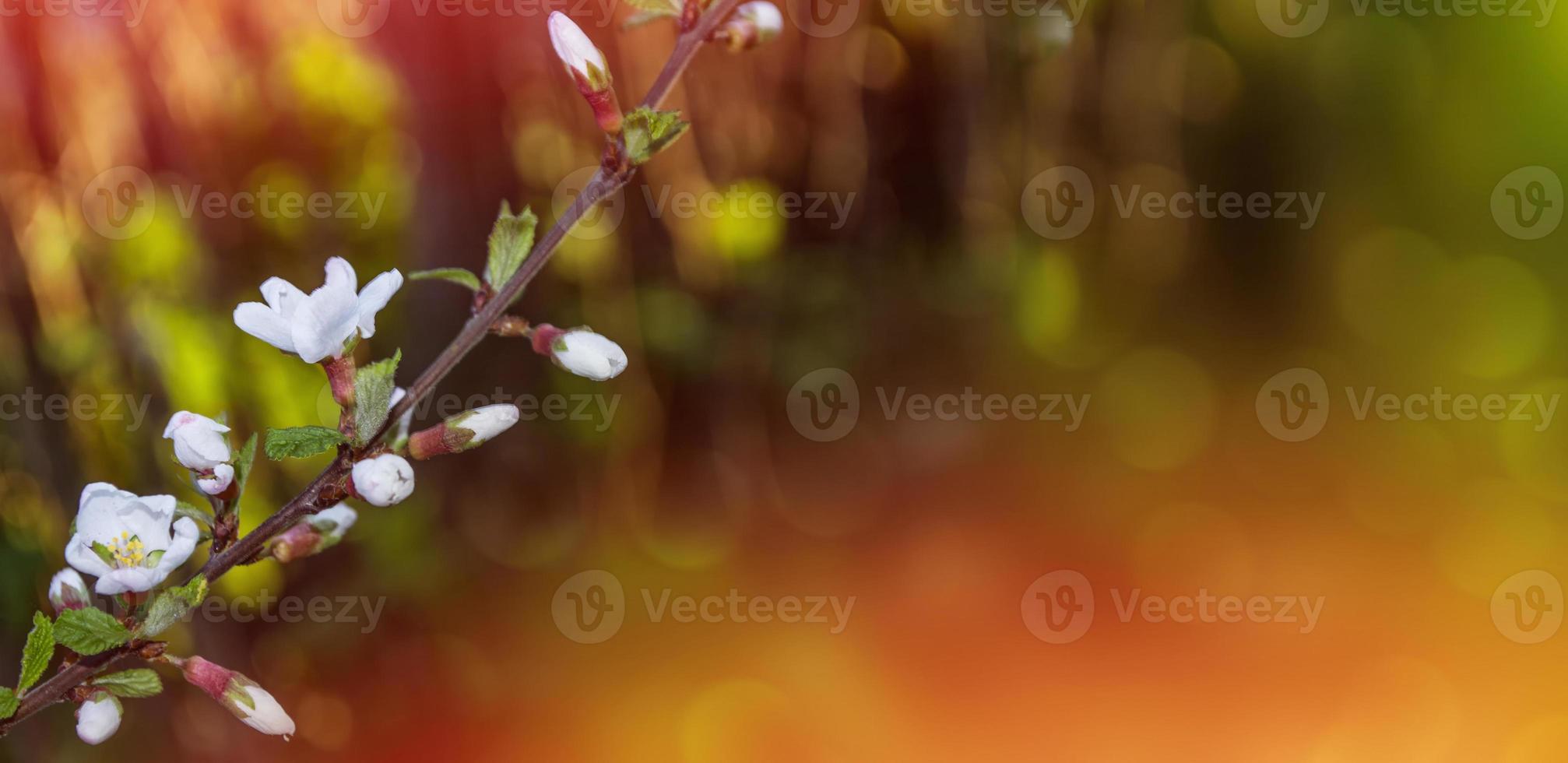 Blossoming branch apple. photo