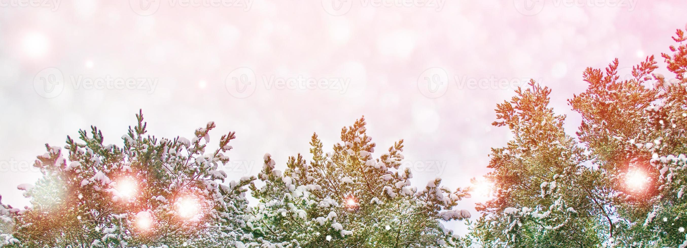 Frozen winter forest with snow covered trees. photo