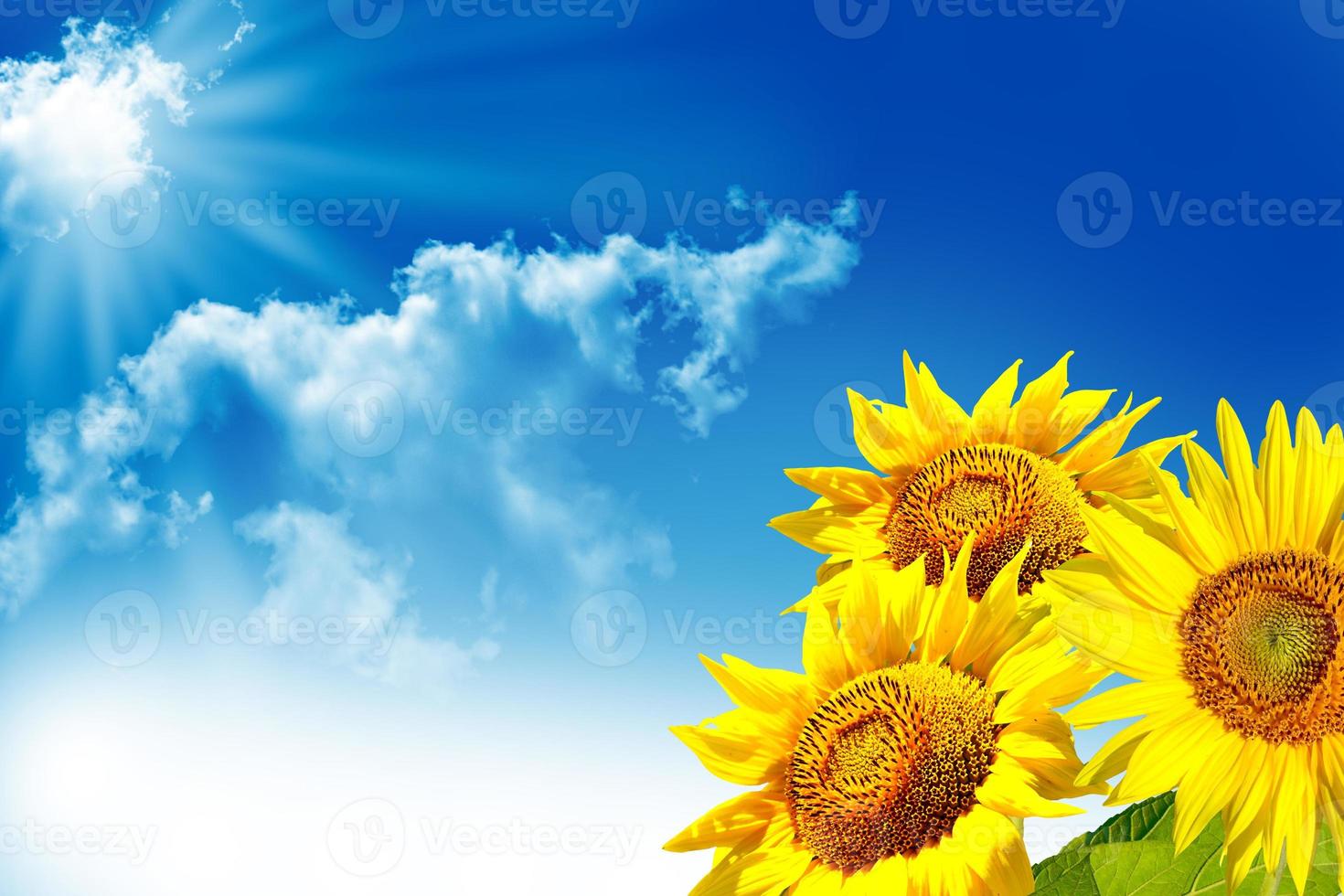 Beautiful sunflower field in summer. yellow flowers photo