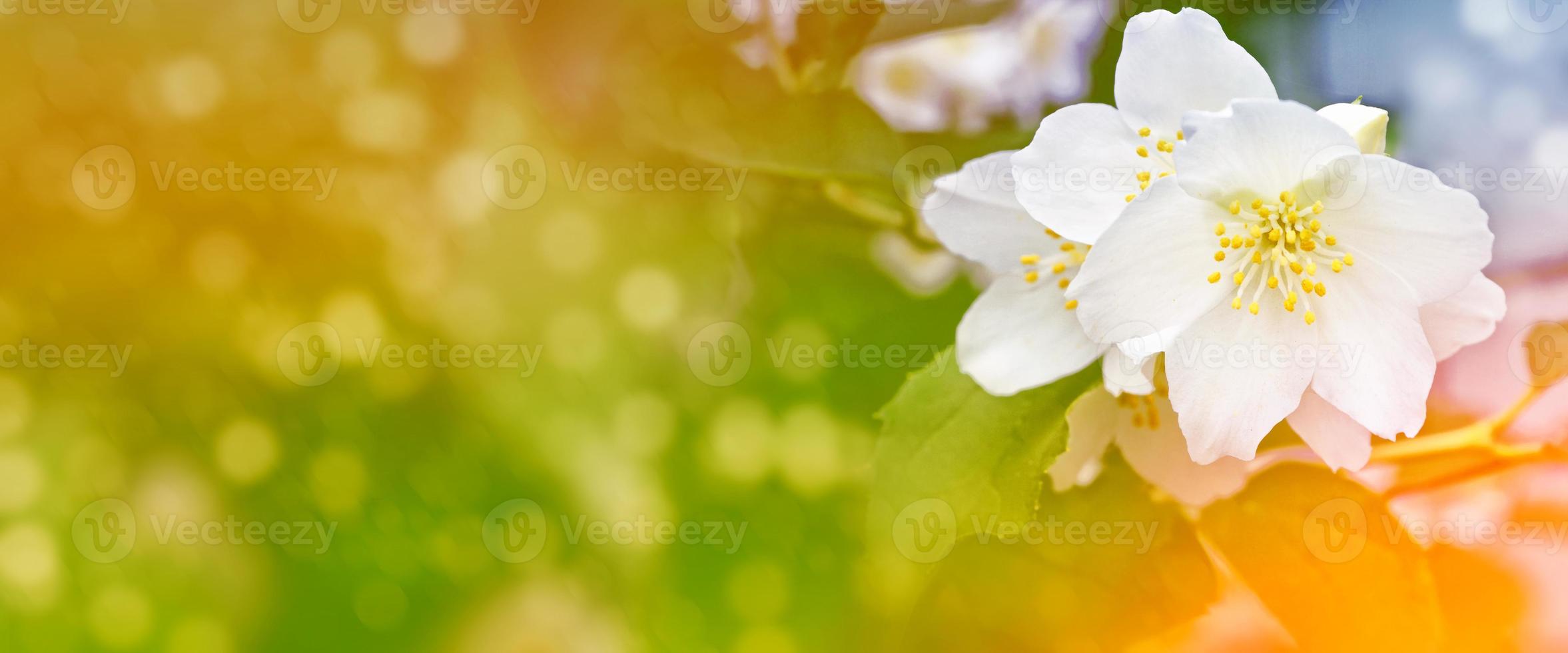 jazmín blanco la rama delicadas flores de primavera foto