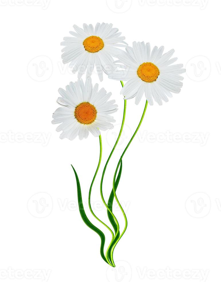 daisies summer white flower isolated on white background photo