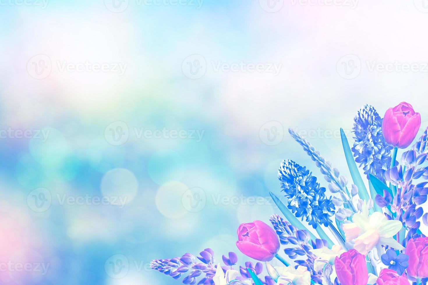 Bright and colorful spring flowers daffodils and tulips photo