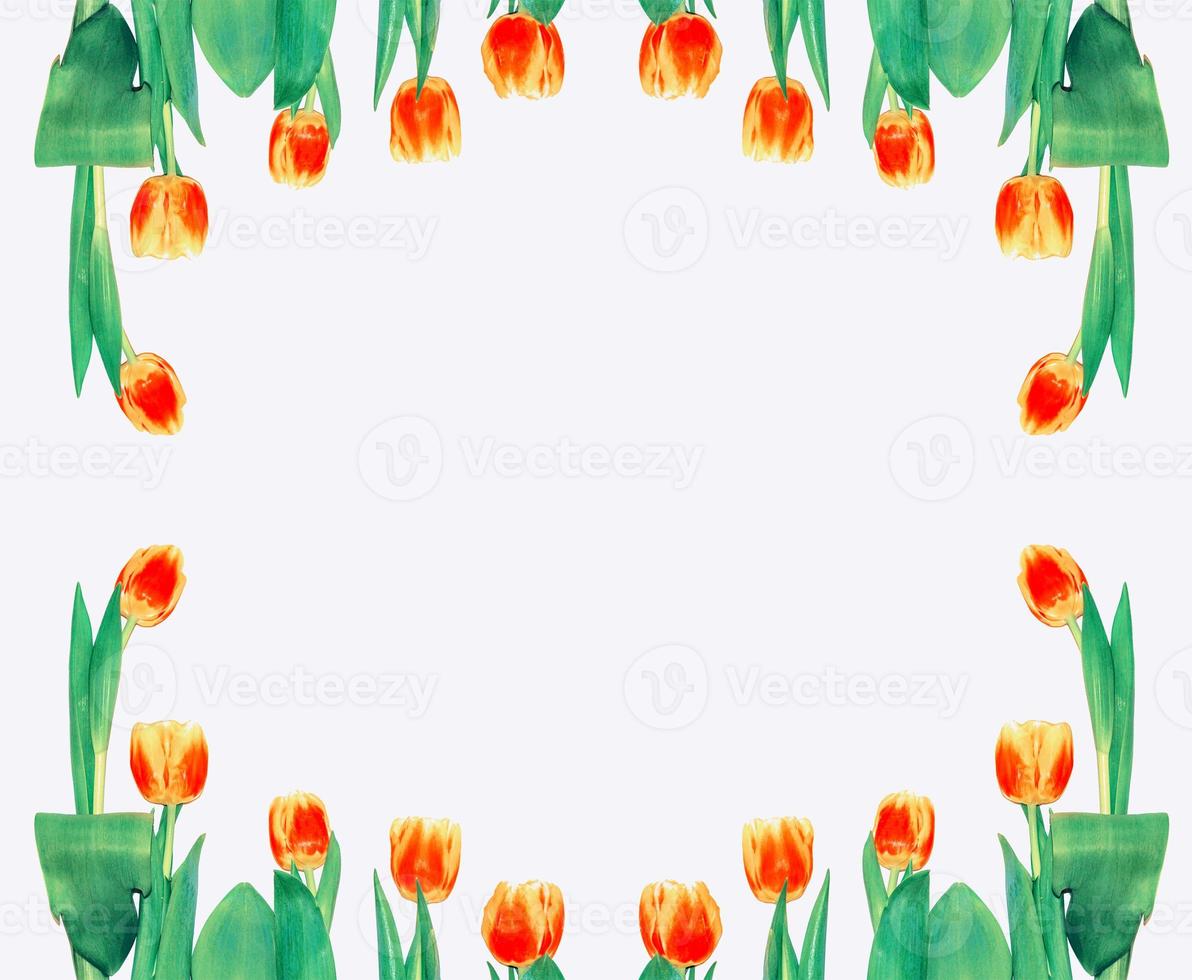 spring colorful flowers tulips. floral collection. photo