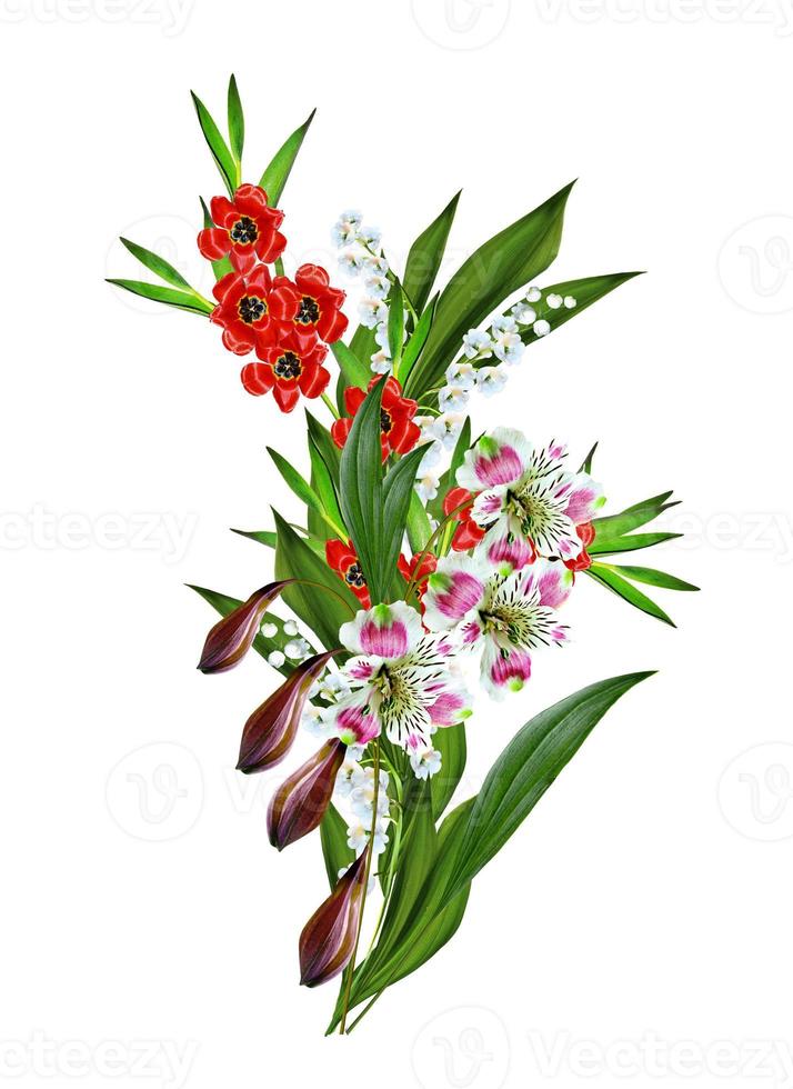 spring flowers tulips isolated on white background photo