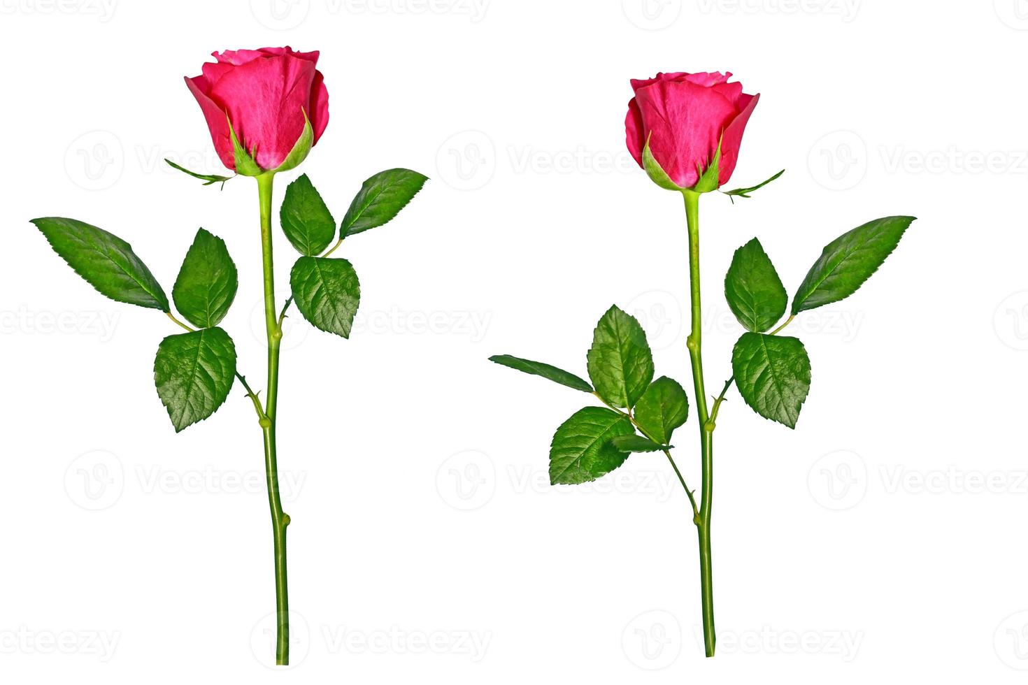 Flower bud roses on a white background photo