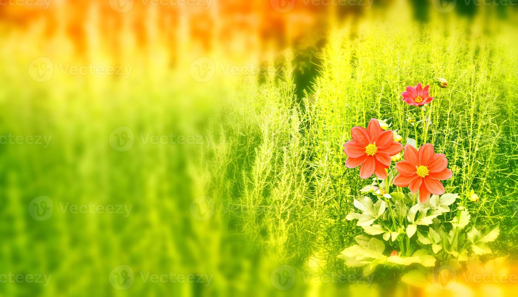 Colorful  flowers dahlia on the background of the summer landscape photo