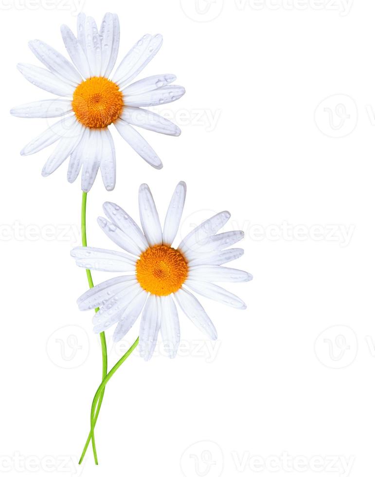 daisies summer white flower isolated on white background photo