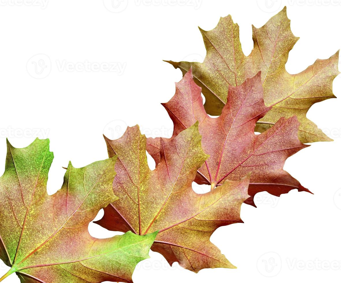 autumn leaves isolated on white background photo