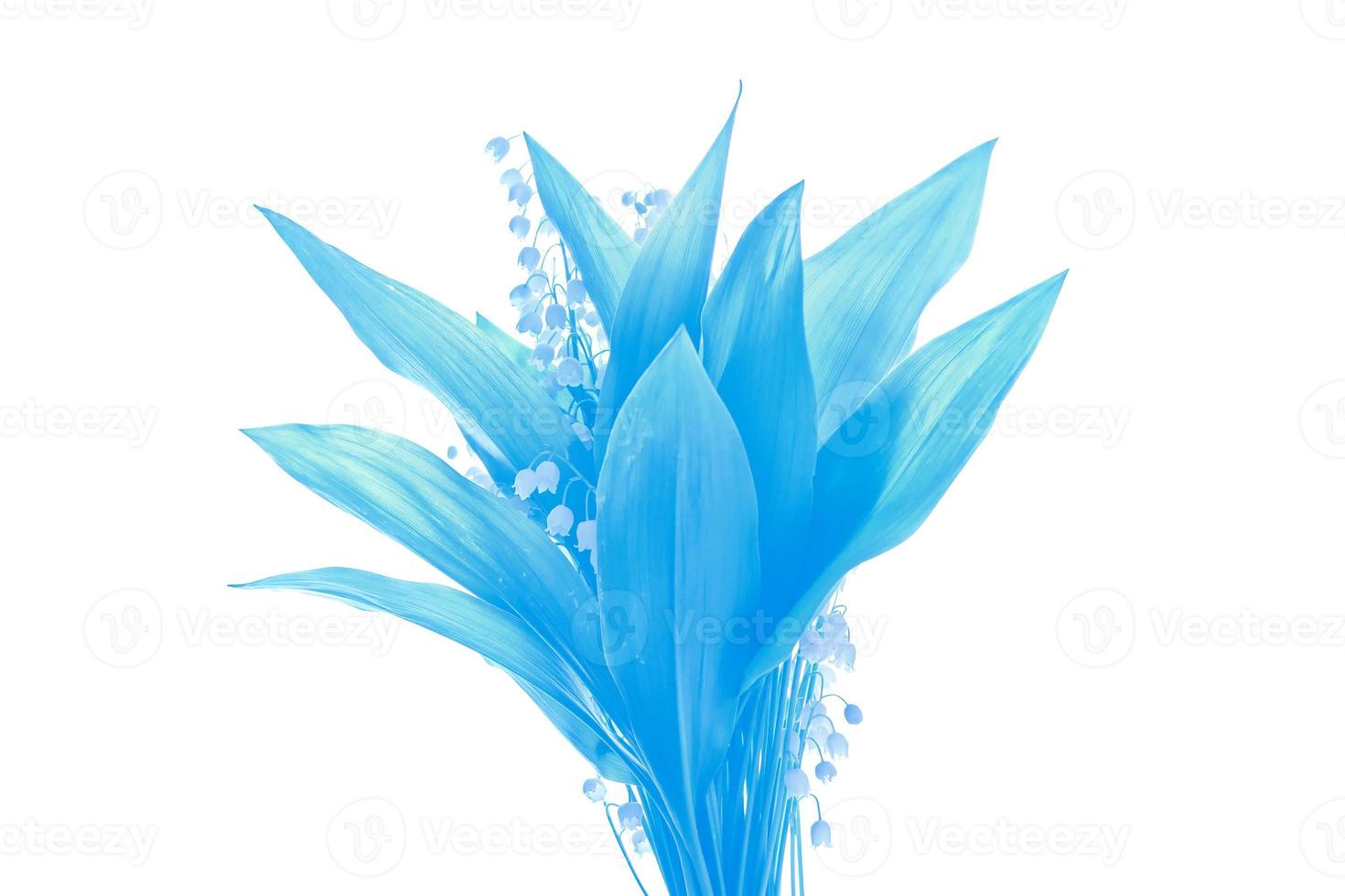 The branch of lilies of the valley flowers isolated on white background. photo