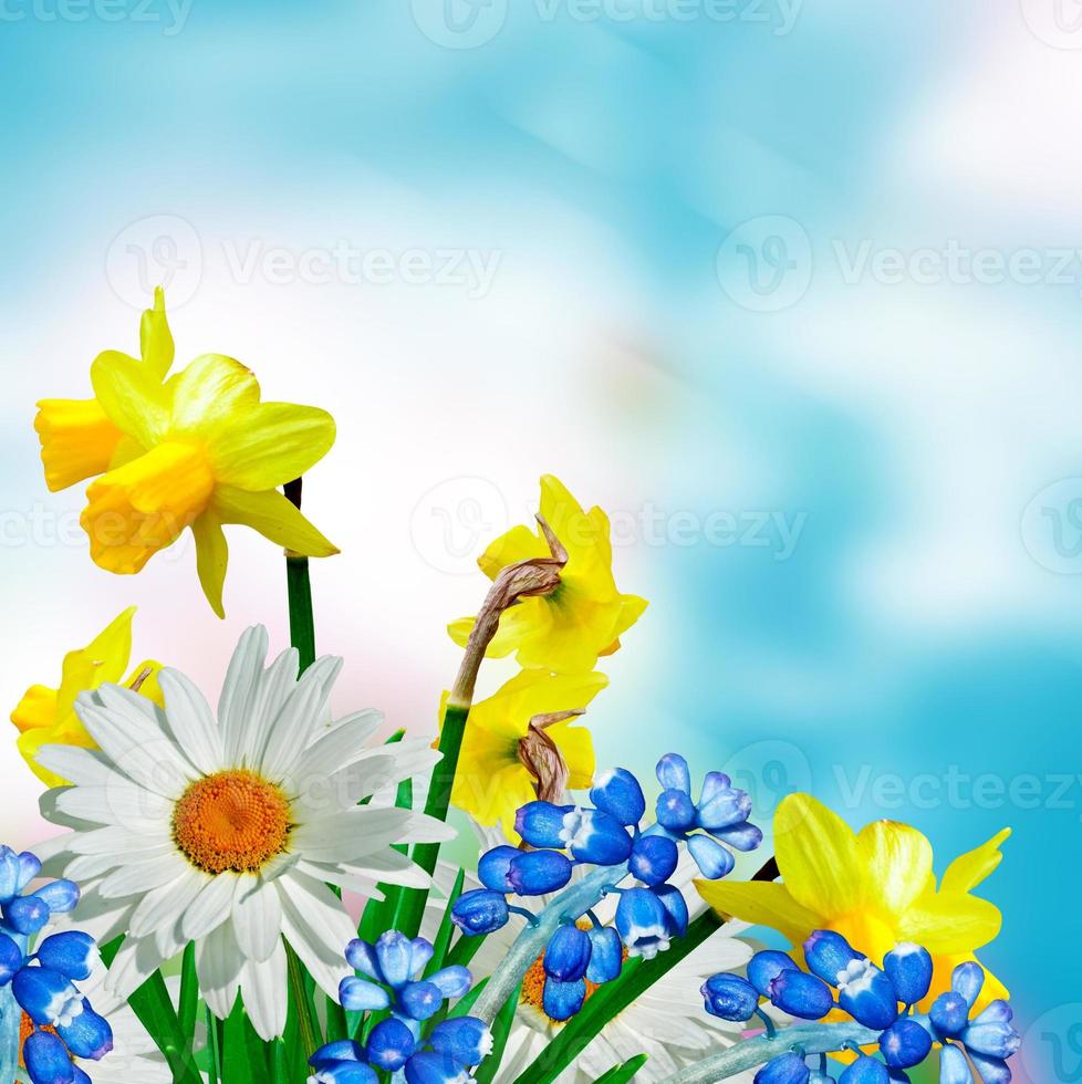 daisy flowers on blue sky background. narcissus photo