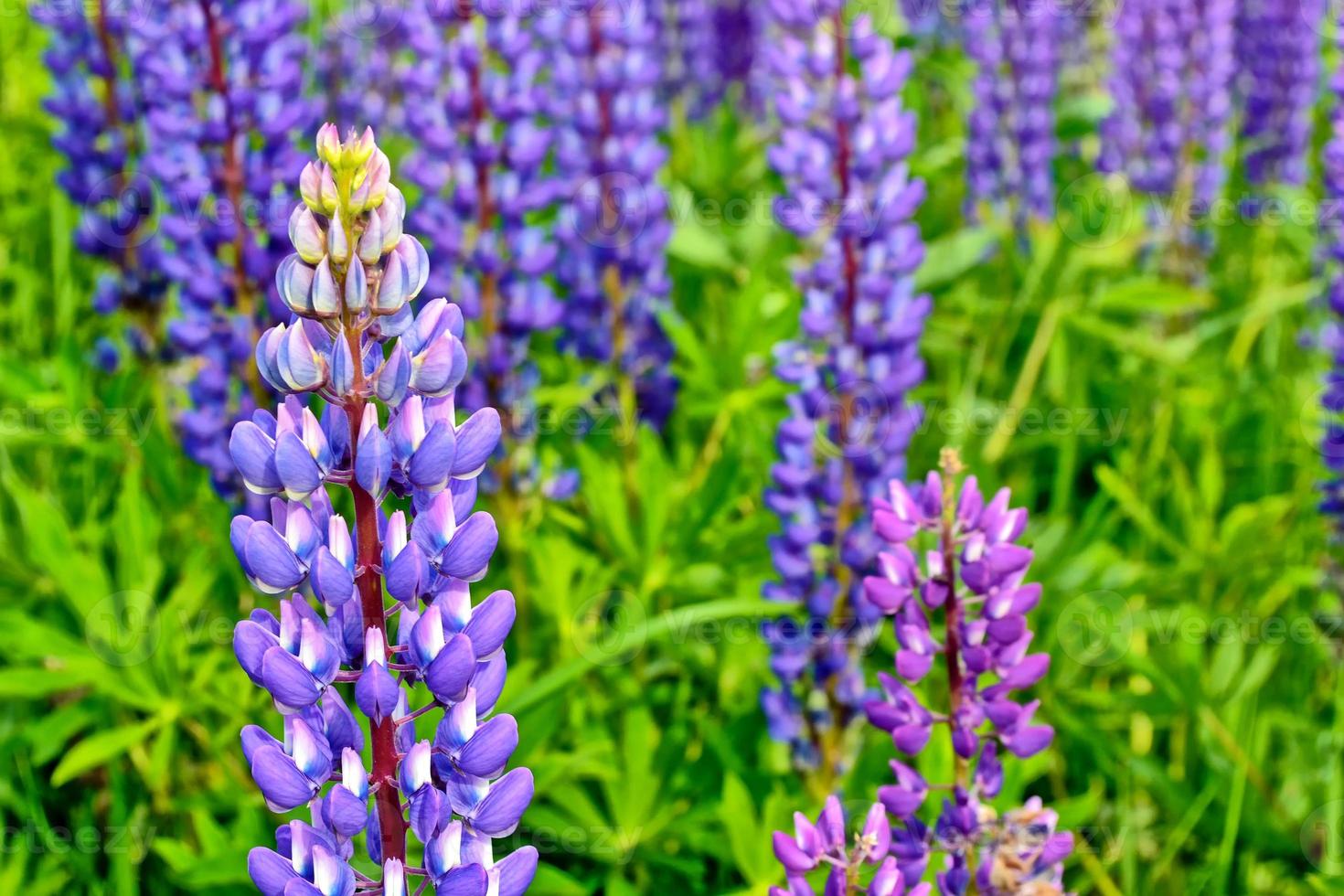 Summer landscape with beautiful bright lupine flowers photo