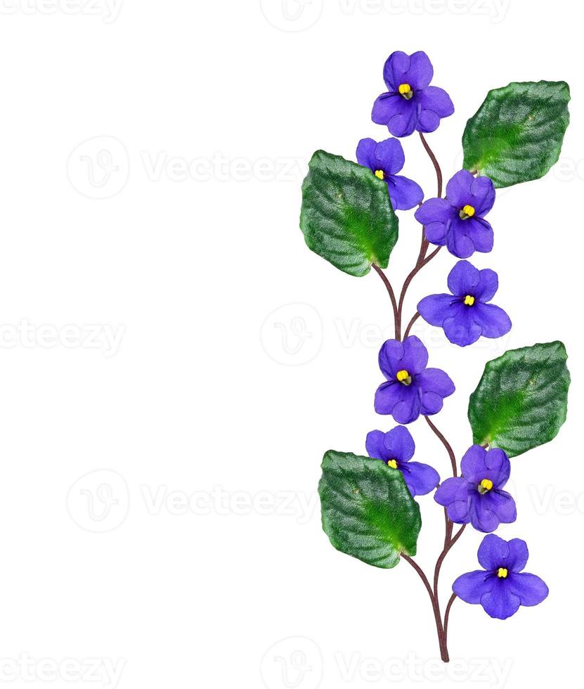 Bouquet of colorful flowers of violets. photo