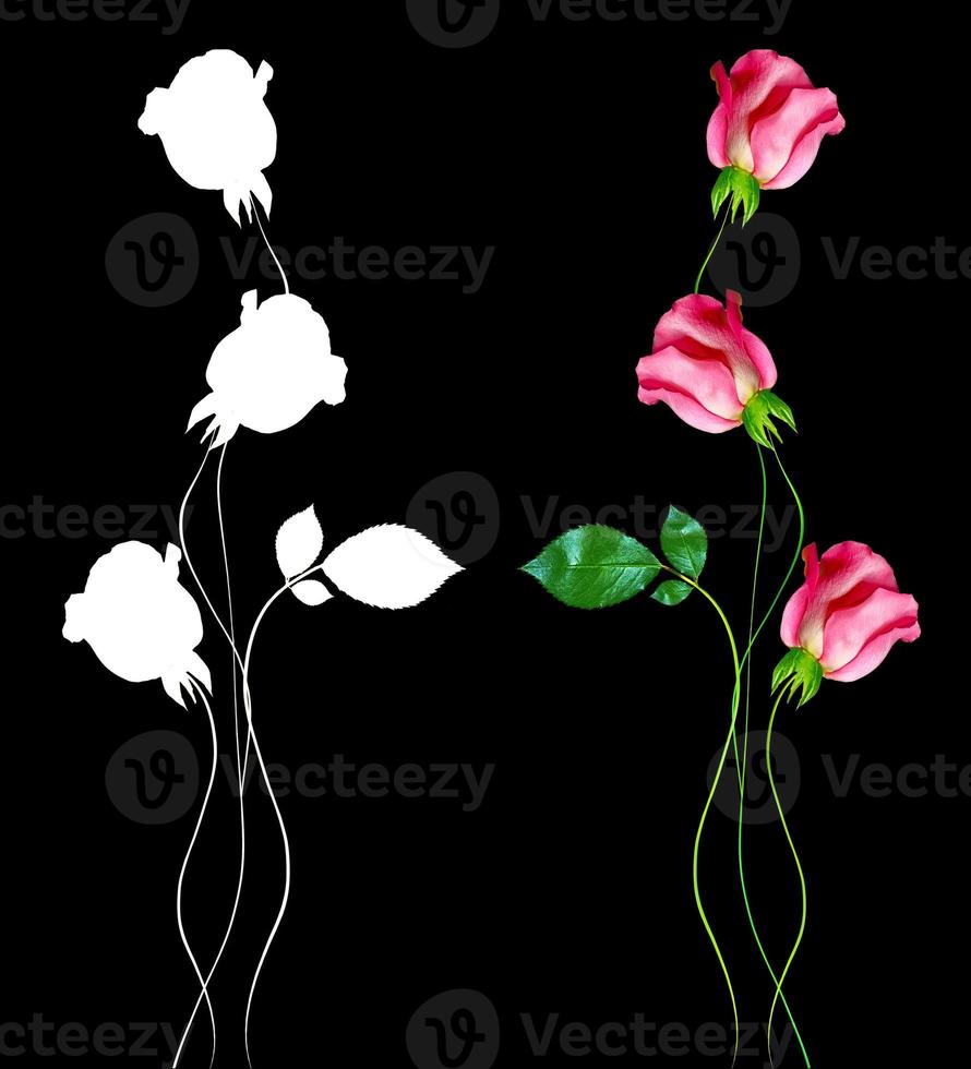 flower buds of roses isolated on black background photo