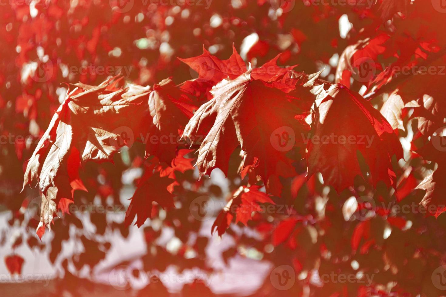 autumn landscape with bright colorful foliage. Indian summer. photo