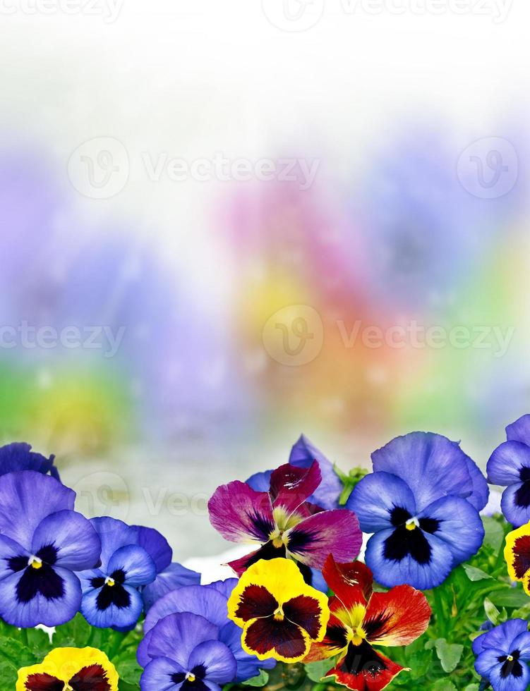 pansy flowers. Nature. photo