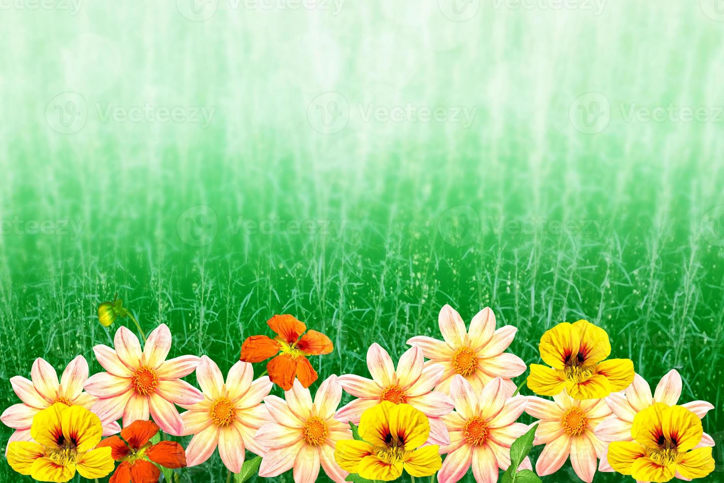 Colorful  flowers dahlia on the background of the summer landscape photo