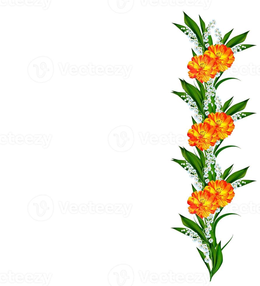 Cosmos flowers isolated on white background. photo