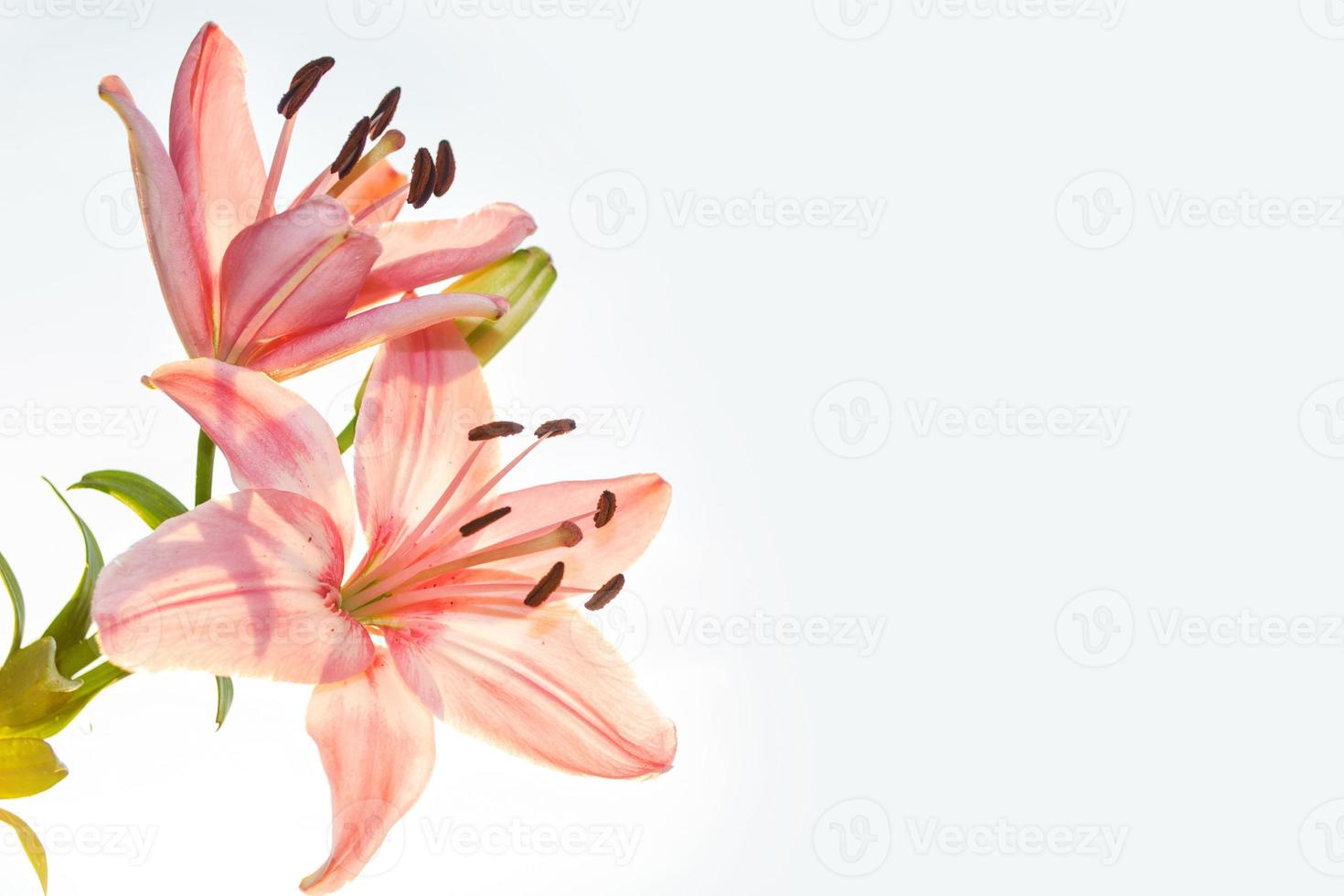 Bright colorful lily flowers. Floral background. photo