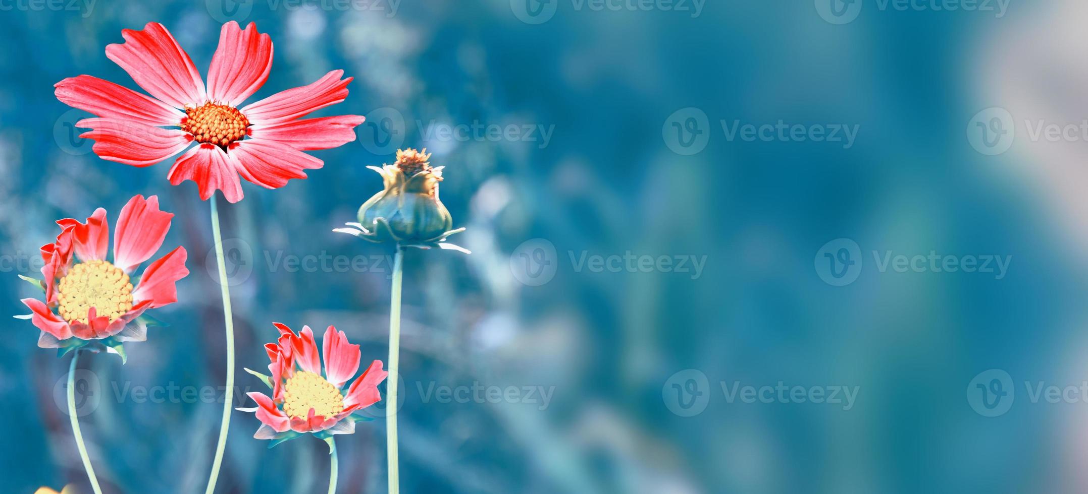 Colorful cosmos flowers on a background of summer landscape. photo