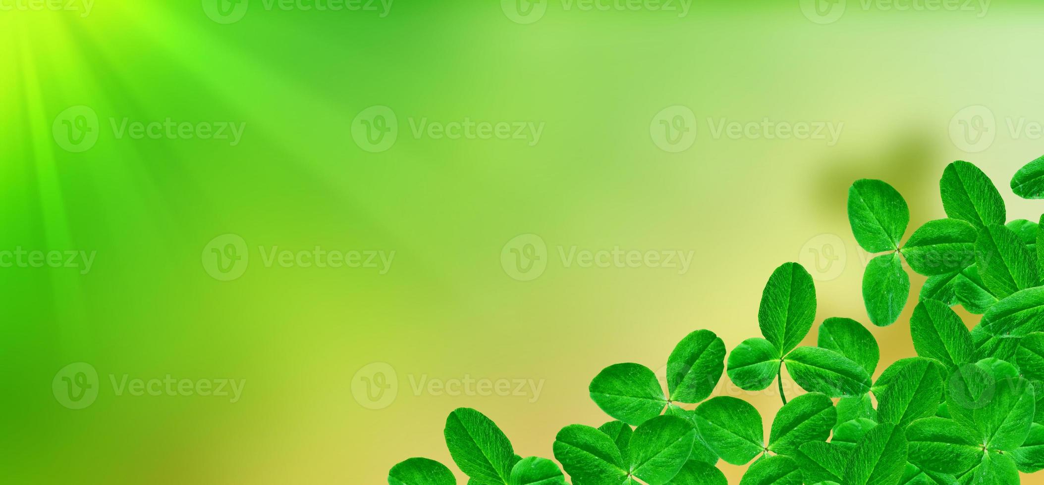 Green clover leaves on a background summer landscape photo