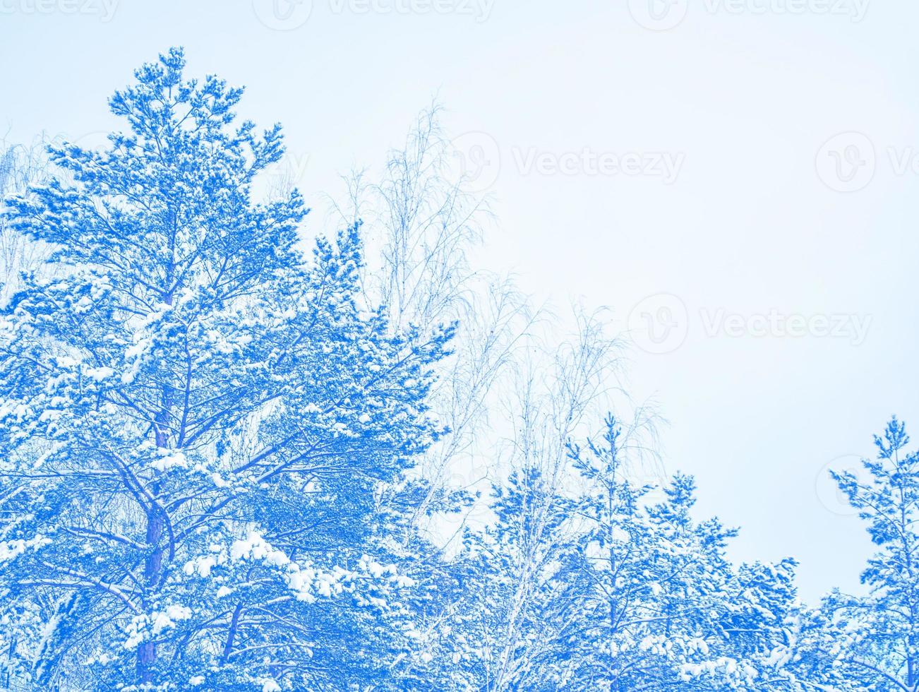 bosque de invierno congelado con árboles cubiertos de nieve. foto