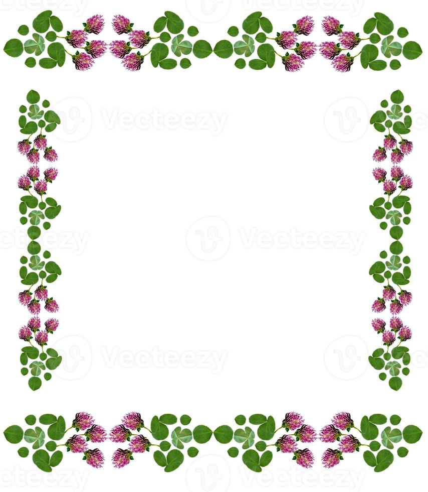 leaf clover on white background photo