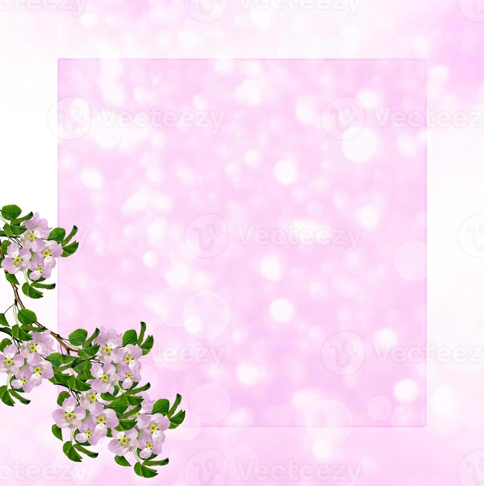 Blossoming branch apple. Bright colorful spring flowers photo