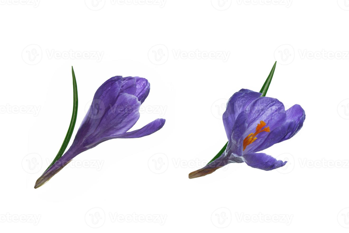 Purple crocus flowers isolated on white background. photo