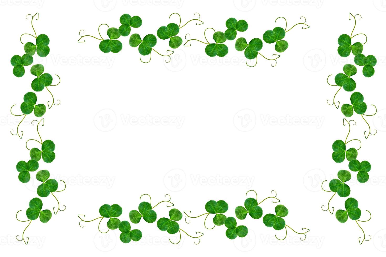 leaf clover on white background. Green foliage. St.Patrick 's Day. photo