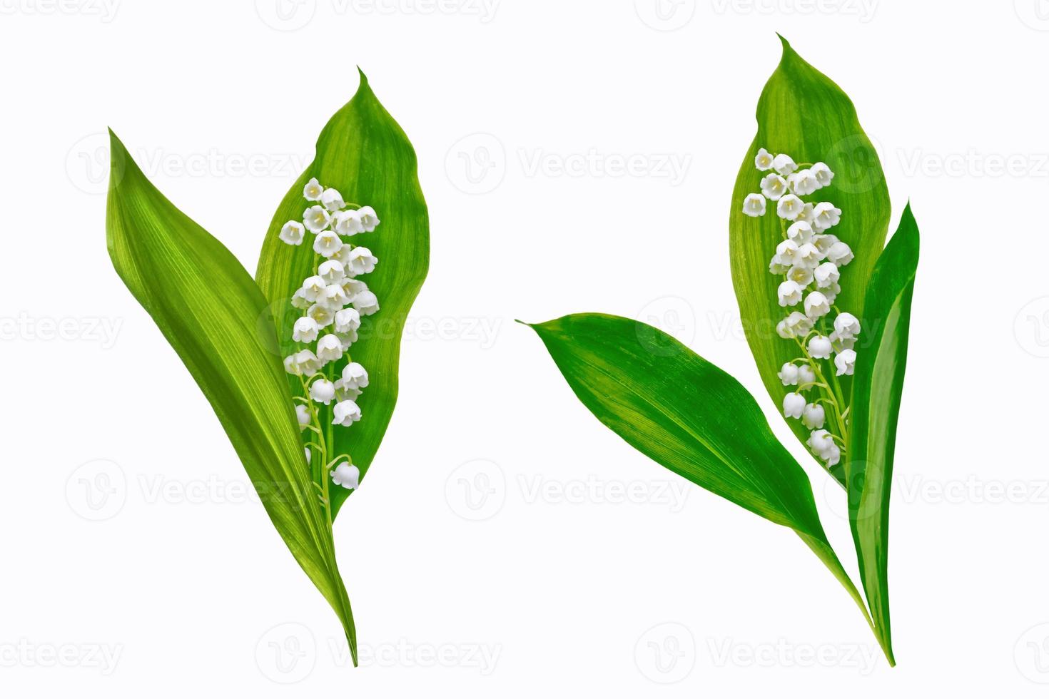 Lily of the valley flower on white background. photo