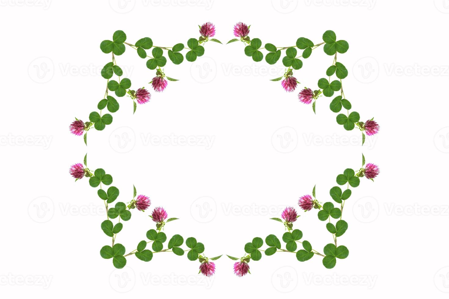 Pink flower clover isolated on white background. photo