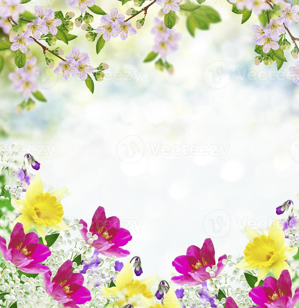 Blossoming branch apple. photo