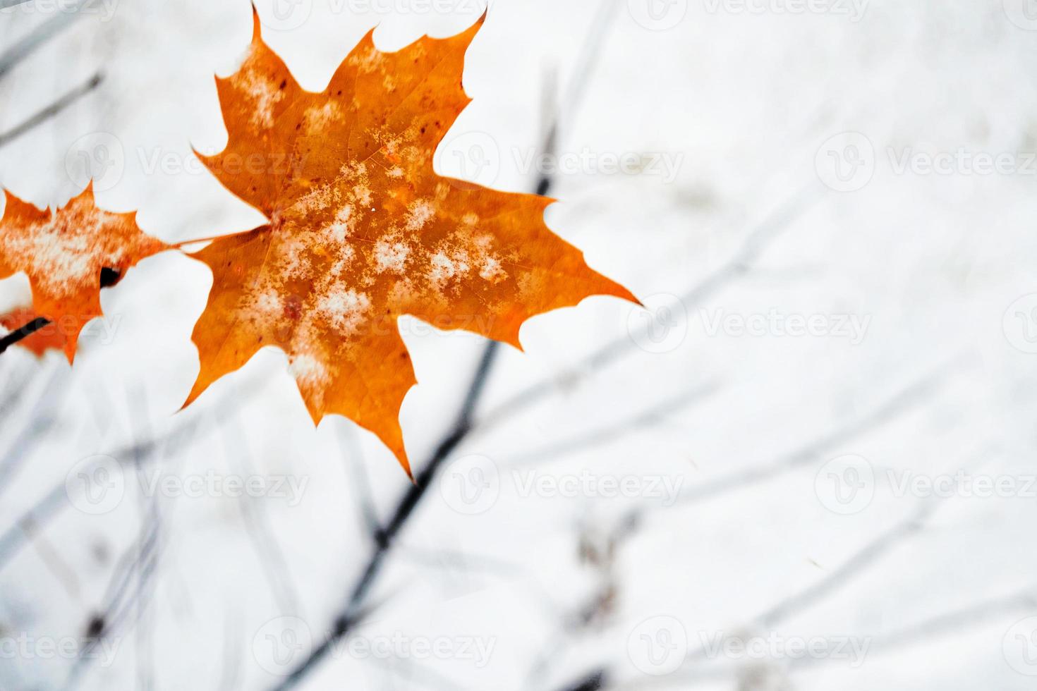 alone maple leaf in the snow. photo